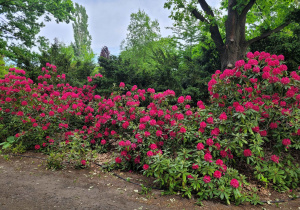 Ogród Botaniczny w Powsinie