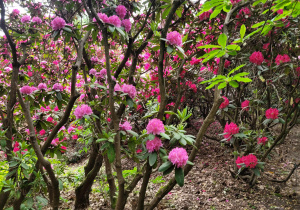 Ogród Botaniczny w Powsinie