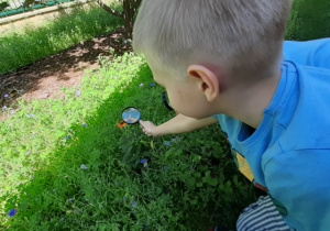 Obserwacja roślin na łące przez dzieci